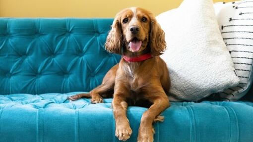 rudas šuo, sėdintis ant mėlynos sofos
