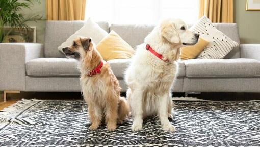 Du auksiniai šunys raudonais antkakliais žiūri į priešingas puses.
