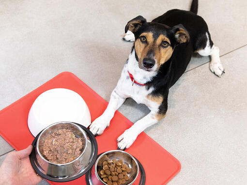 Šuo sėdėjo priešais maisto dubenis