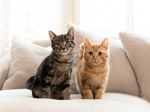 Brown and Ginger Tabby katės, sėdinčios ant sofos