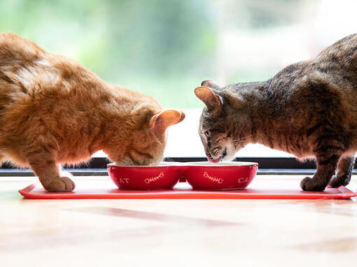 Dvi katės valgo iš dubenėlio