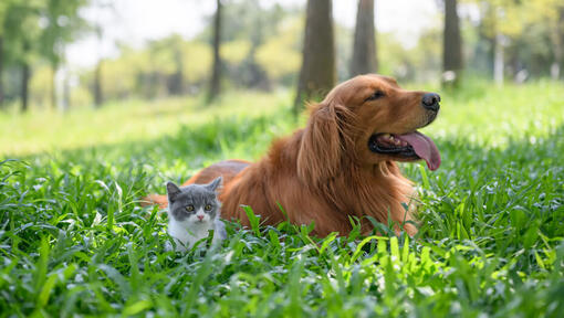 Šuo ir kačiukas žolėje