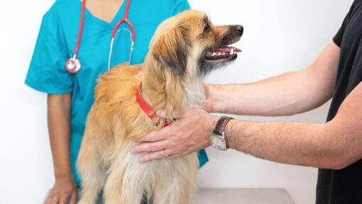 Veterinaras apžiūri ilgaplaukį šunį