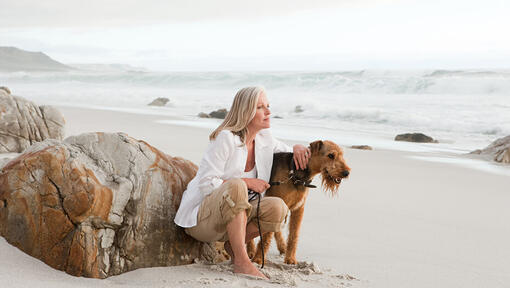 Airedale Terrier paplūdimyje su asmeniu.