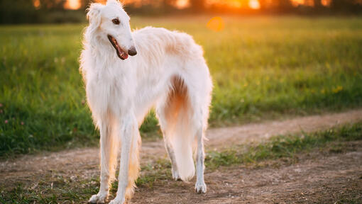 baltas borzoi šuo žiūri į dešinę