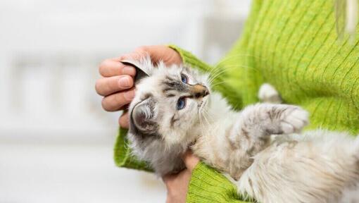 Šviesaus kailio kačiukas laikomas savininko rankose
