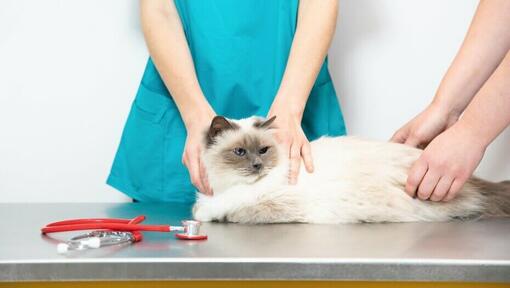 Pūkuota balta katė ant veterinaro stalo.