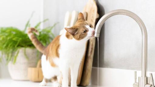 Šviesiai ruda ir balta katė geria vandenį iš čiaupo.