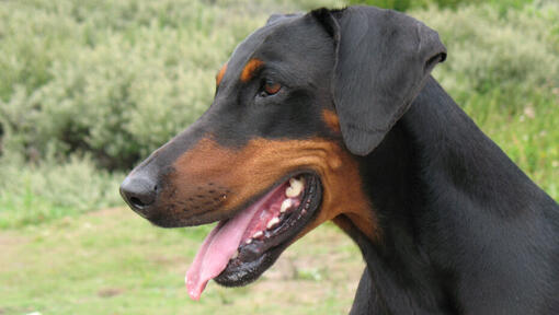 dobermanas žiūri į kairę