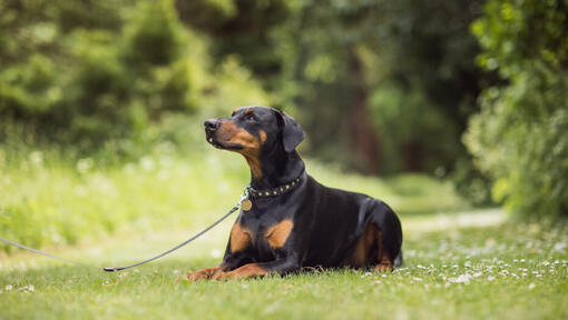 dobermanas žiūri į kairę