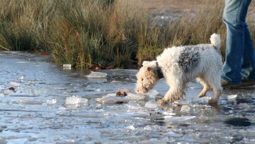 šuo eina per ledinę upę