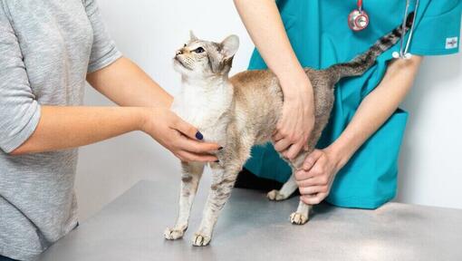 veterinaras apžiūri katę