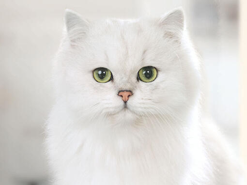 Gurmaniška balta katė