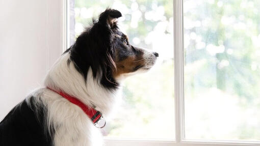 Šuo raudonu antkakliu žiūri pro langą