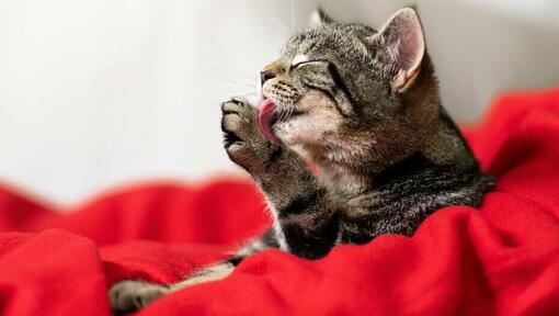katės viliojantis save liežuviu