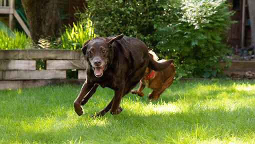 Šuo bėgioja su kitu šunimi