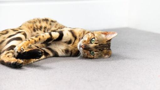 Bengalijos katė susirangi ant grindų