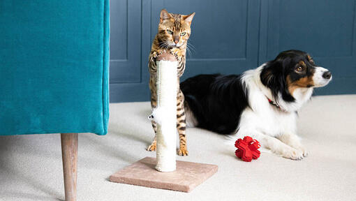 Katė stovi ant stulpo su šunimi fone.