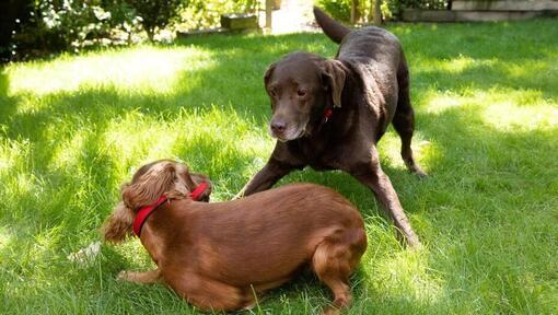Šuniukas ir vyresnis šuo žaidžia sode