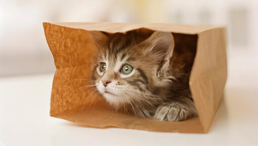 kačiukas žaidžia su rudu popieriniu maišeliu