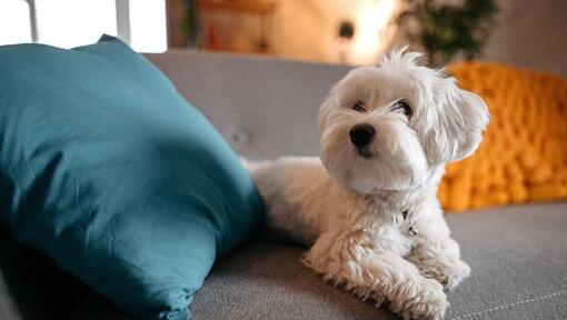 Patinų šuo guli ant sofos
