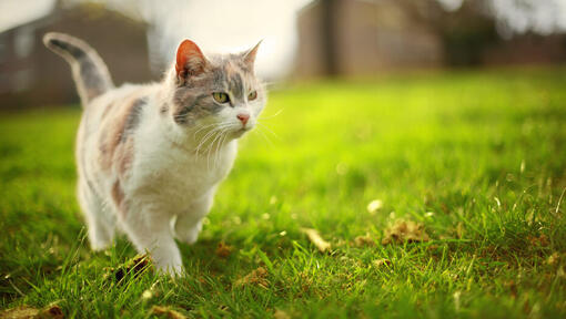 kačiukas vaikšto ant žolės