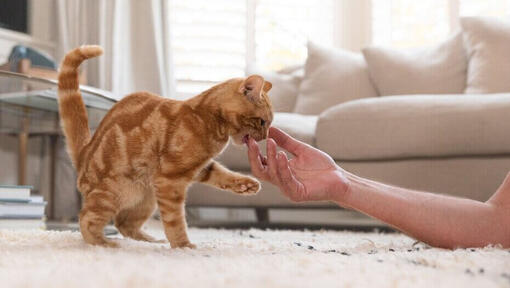 Imbiero kačiukas, kandantis žmogaus ranką