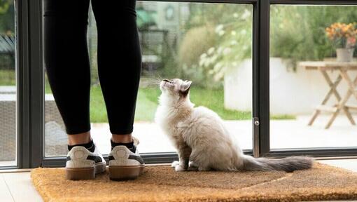 Katė laukia prie durų su šeimininku