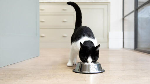 juoda ir balta katė, valganti iš maisto dubenėlio