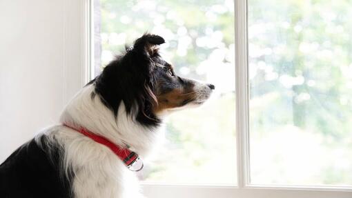 šuo žiūri pro langą