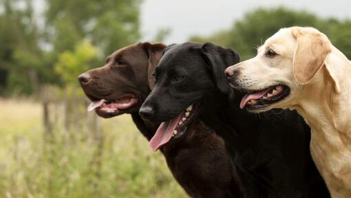 trys labradorai stovi kartu