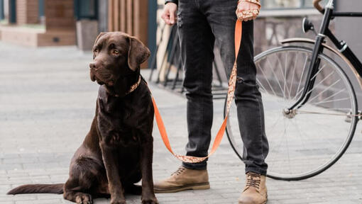 šalia šeimininko stovintis labradoras