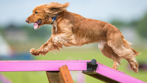 šuo bėgioja ant vikrumo trasos lentos