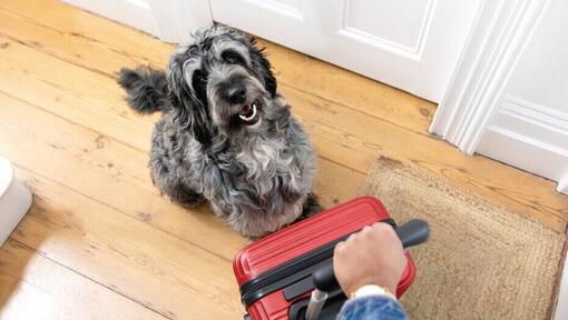 Pilkas šuo sėdi prie raudono lagamino