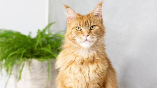 Ginger Maine Coon sėdi