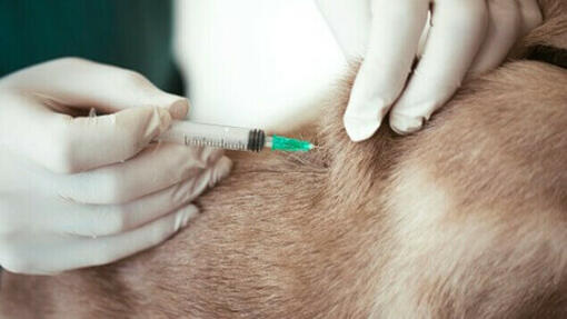 Šunų vakcinacija