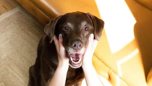 moteris, laikanti šokoladinio labrado veidą