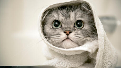 pilkas kačiukas su rankšluosčiu ant galvos