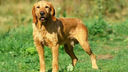 Basset Fauve De Bretagne lauke