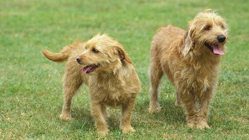 Du Bassets Fauve De Bretagne mėgaujasi pasivaikščiojimu