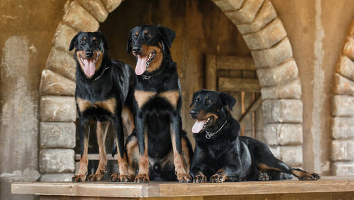 Trys Beaucerons stovi
