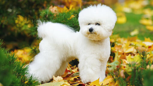 Bichon Frise lapuose