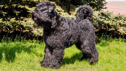 Bouvier Des Flandres stovi ant žolės