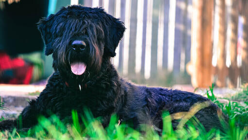 Bouvier Des Flandres guli ant žemės