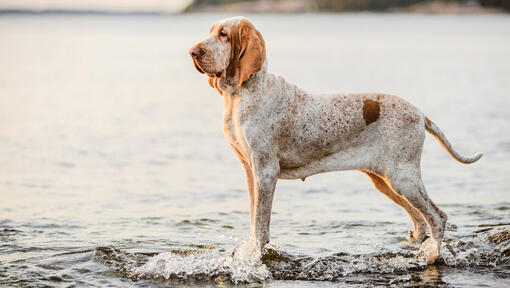 Bracco Italiano stovi prie vandens