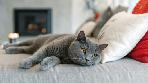 Britų trumpaplaukė katė miega ant sofos