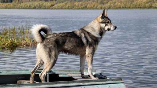 Kanados eskimo šuo prie vandens