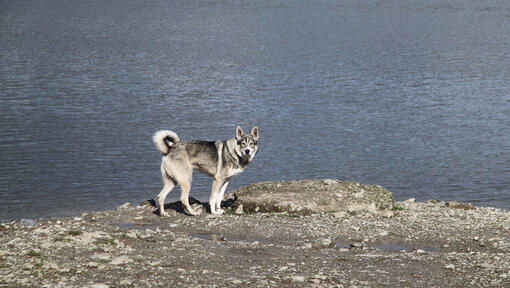 Kanados eskimo šuo stovi pakrantėje