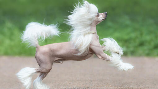 Kinų kuoduotasis šuo bėgioja lauke