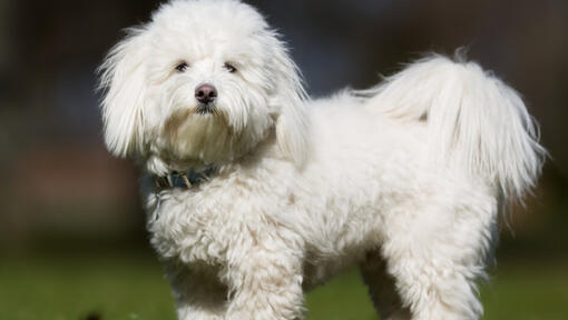 baltas pūkuotas šuo stovi lauke